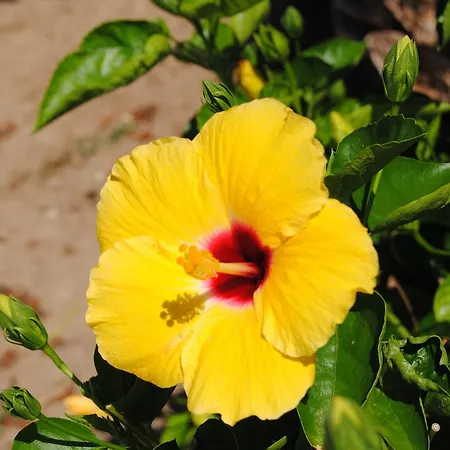 Limoneto Capo Vaticano