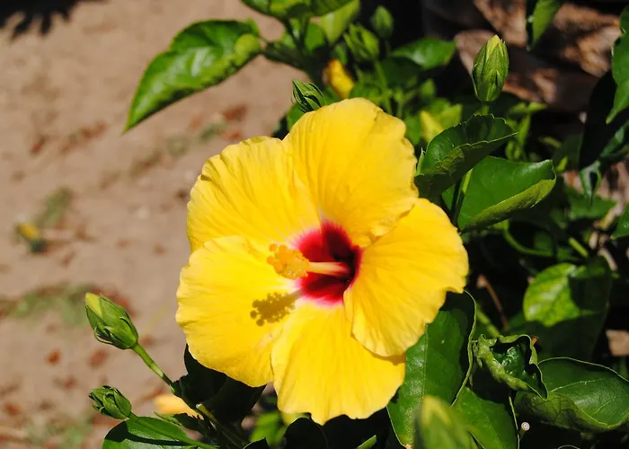 Limoneto קאפו ואטיצ'אנו